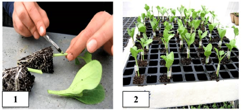 Phlora Inc.'s Company Analysis
